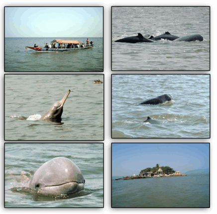  Satapada Dolphins